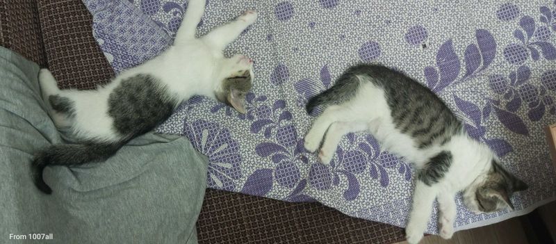 Котята домашние в хорошие руки Котята домашние в хорошие руки