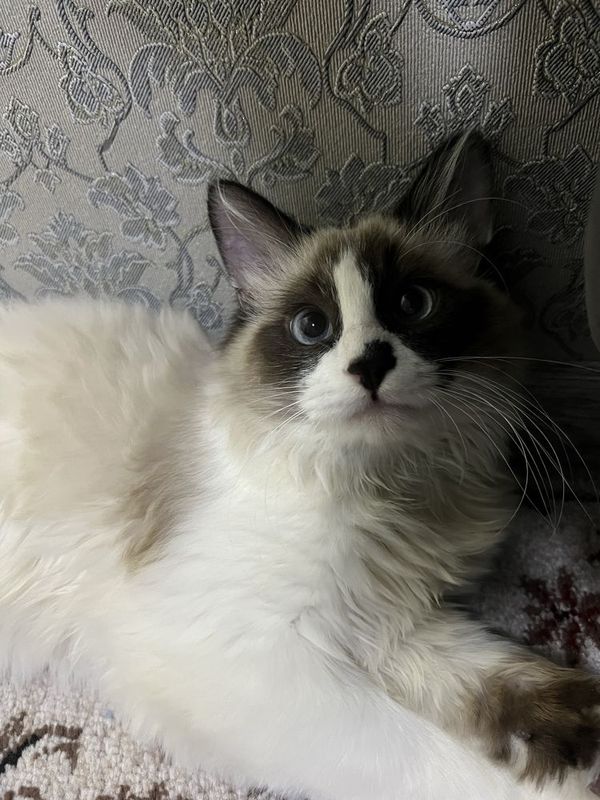 вязка кошка, Regdoll порода вязка кошка, Regdoll порода
