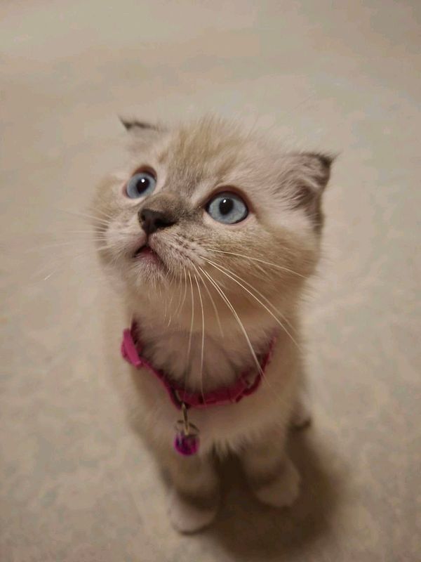 котята скотиш фолд и скотиш страйт котята скотиш фолд и скотиш страйт
