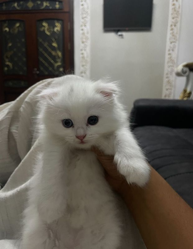 Mushuk (oq) britaniya