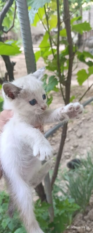 Котята в хорошие руки, бело-серые с голубыми глазками Котята в хорошие руки, бело-серые с голубыми глазками