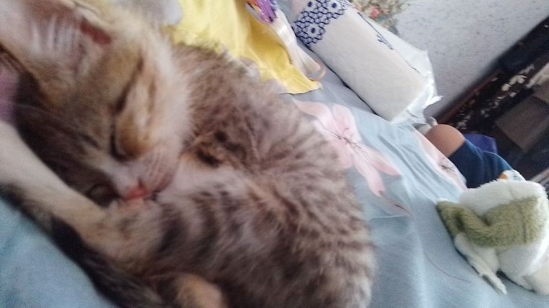 Mushuk bor 1 oyli 950ming Mushuk bor 1 oyli 950ming