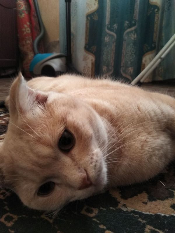 Vyazka zot mushuk pshak kedi Vyazka zot mushuk pshak kedi
