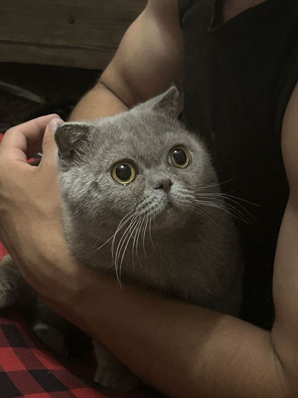 Шотландский Скоттиш Страйт