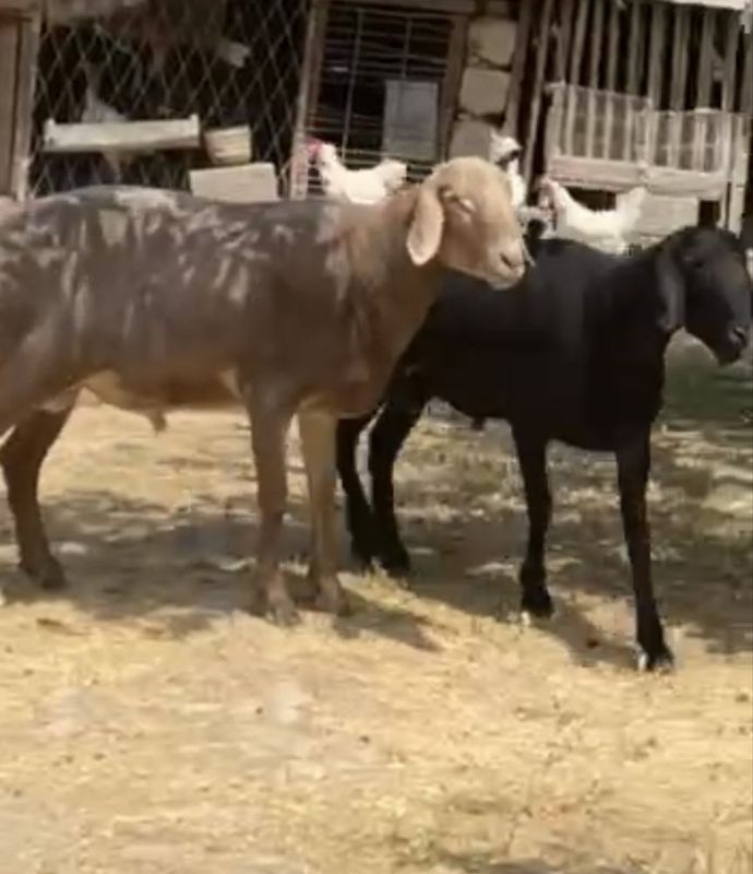 Qochqorla sotiladi soni 2ta, Semiz gusht foyizini baland keladi Qochqorla sotiladi soni 2ta, Semiz gusht foyizini baland keladi