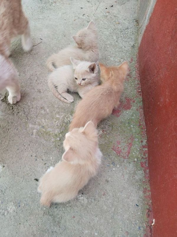 Котята в хорошую руку мушукчалар таркатилади бесплатно Котята в хорошую руку мушукчалар таркатилади бесплатно