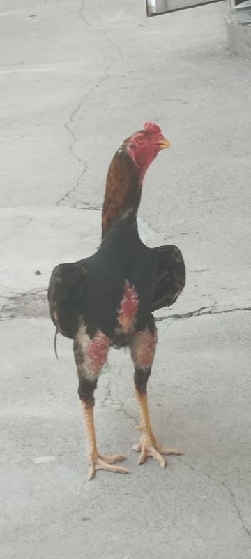 Xoʻroz sotiladi zoti toza Xoʻroz sotiladi zoti toza