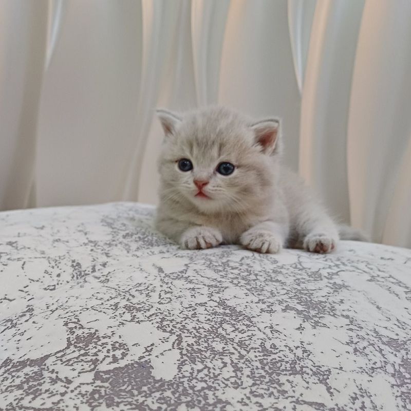 Шотландские котята Шотландские котята