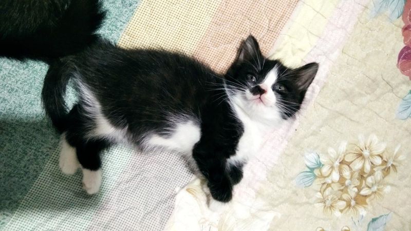 Котята полуподистые. Котята полуподистые.