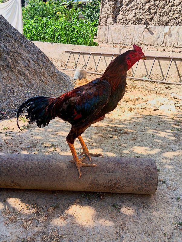 Dakan xoʻroz sotiladi Dakan xoʻroz sotiladi