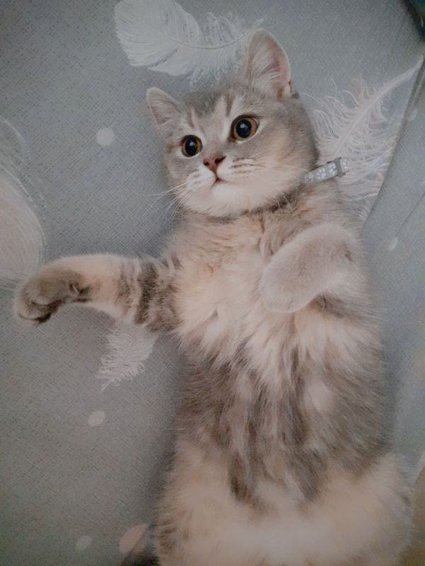 Продаётся кошка скотч страйк