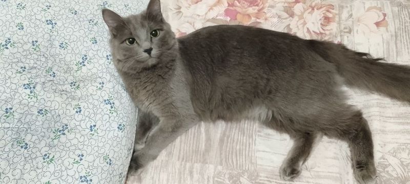 Mushuk yoʻqolib qoldi boʻynida qizil boyinbogi bor Mushuk yoʻqolib qoldi boʻynida qizil boyinbogi bor