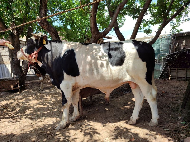 Buqacha sotiladi (mol) Buqacha sotiladi (mol)