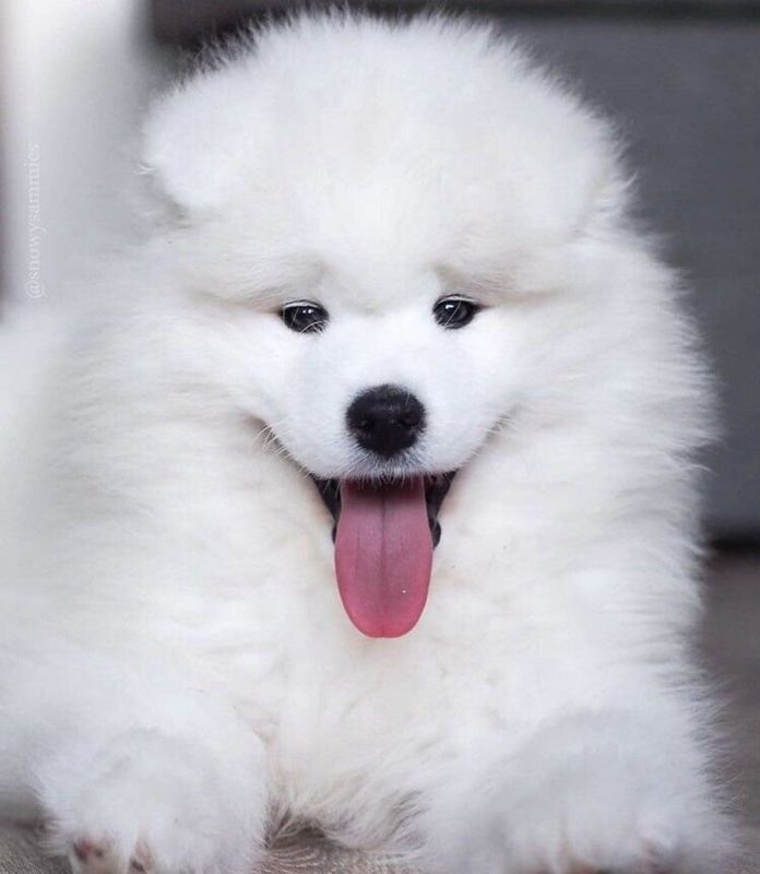 Toza qonli Samoyed kuchukchalari