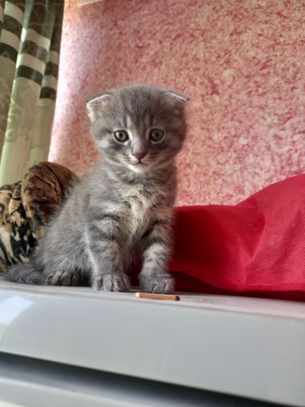 Котенок шотландский вислоухий Скоттиш фолд Котенок шотландский вислоухий Скоттиш фолд