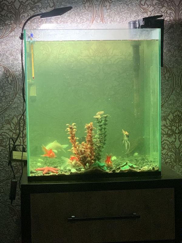 Akvarium baliqlar uchun Akvarium baliqlar uchun