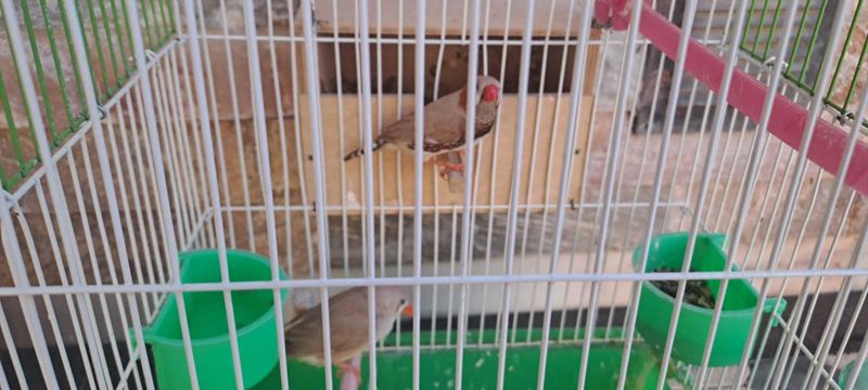 Amadinka qushlar Amadinka qushlar