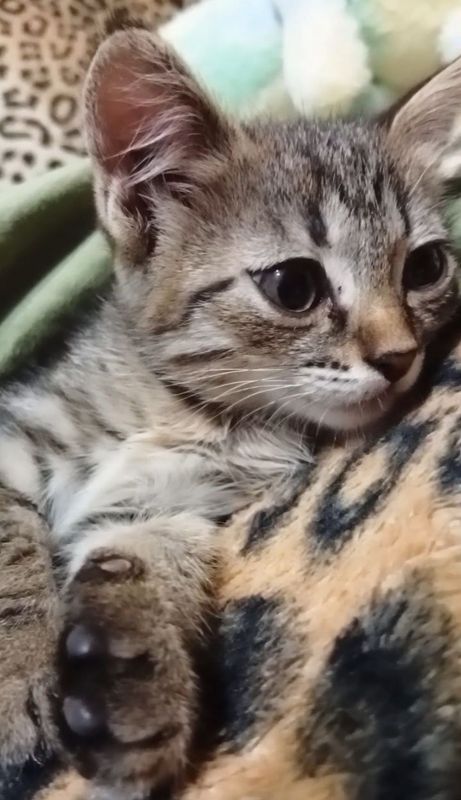 Отдам котенка в добрые руки