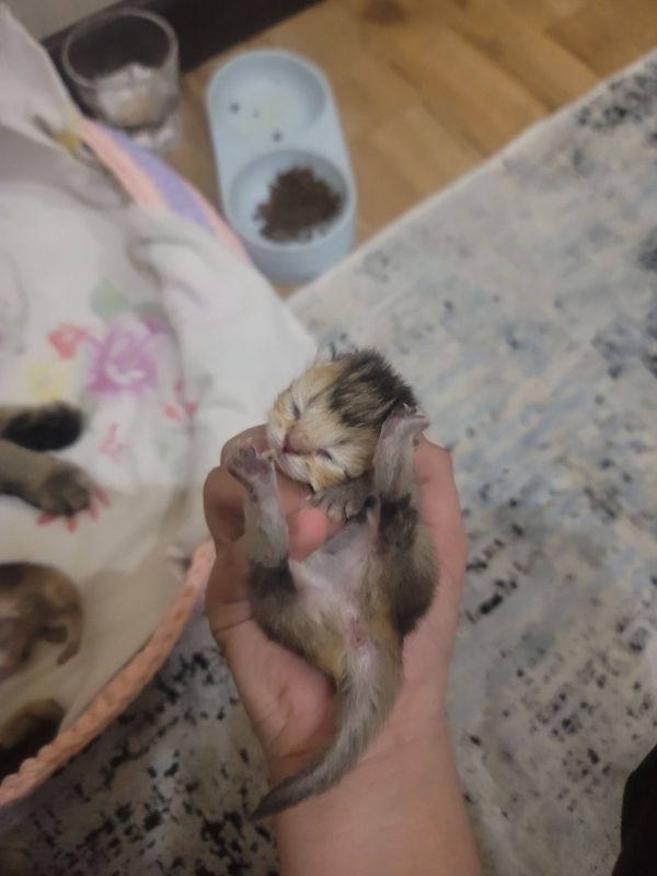 Scottish fold mushug sotiladi Scottish fold mushug sotiladi