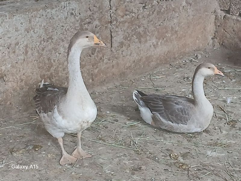 G'oz sotiladi srochna