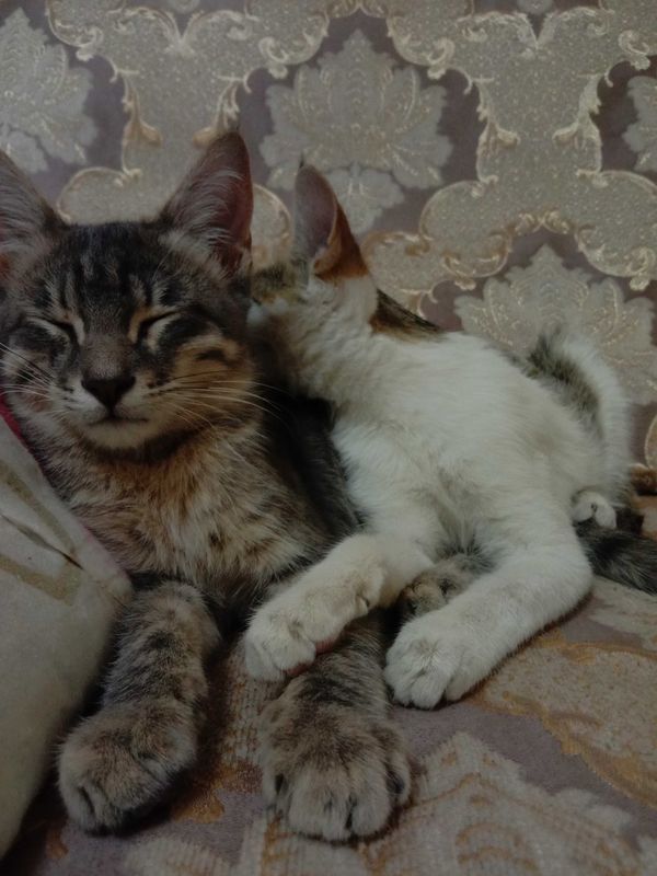 Котята в хорошие руки Котята в хорошие руки