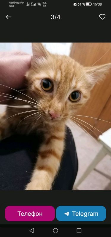 Рыжый котик
