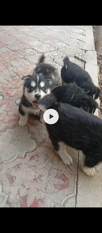 Xaski 2 oylik sotiladi toshkent