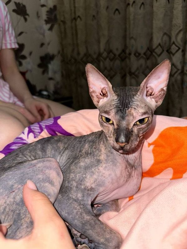 Продается….котенок сфинкс. Продается….котенок сфинкс.