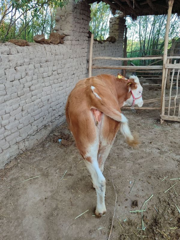 Simmental ğunajin(qochor) bōyi 130-135 orasindo Simmental ğunajin(qochor) bōyi 130-135 orasindo
