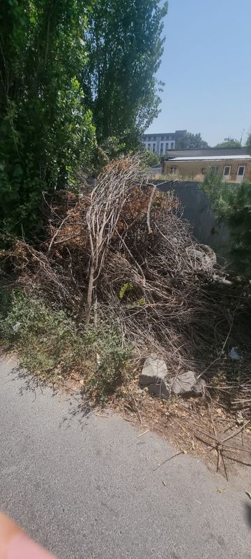 Дрова, бесплатно Дрова, бесплатно