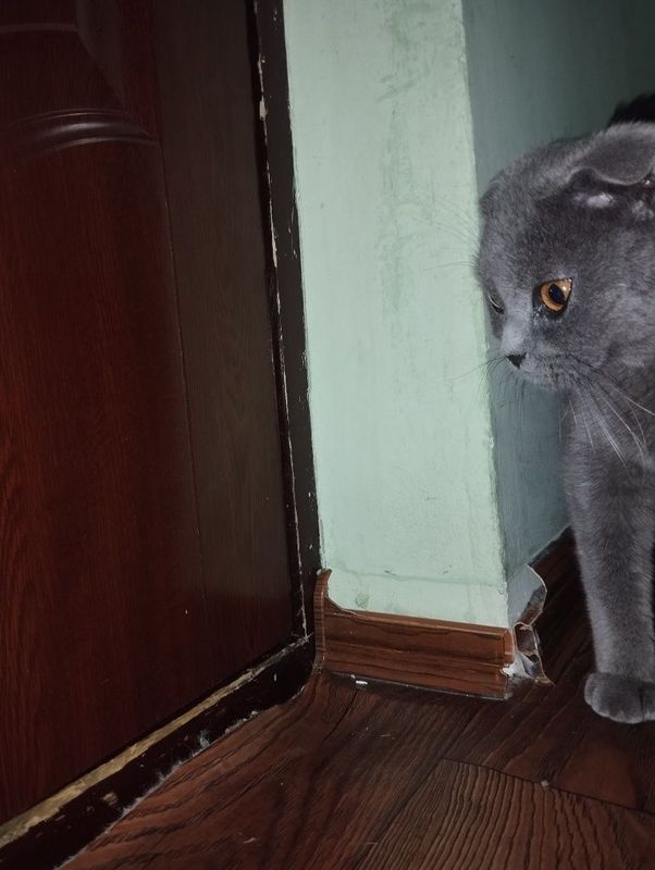 Продается вислоухая кошка Продается вислоухая кошка