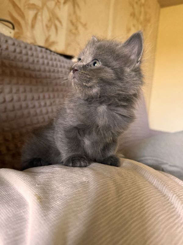 Котенок рэгдолла в возрасте 1,5 месяцев Котенок рэгдолла в возрасте 1,5 месяцев