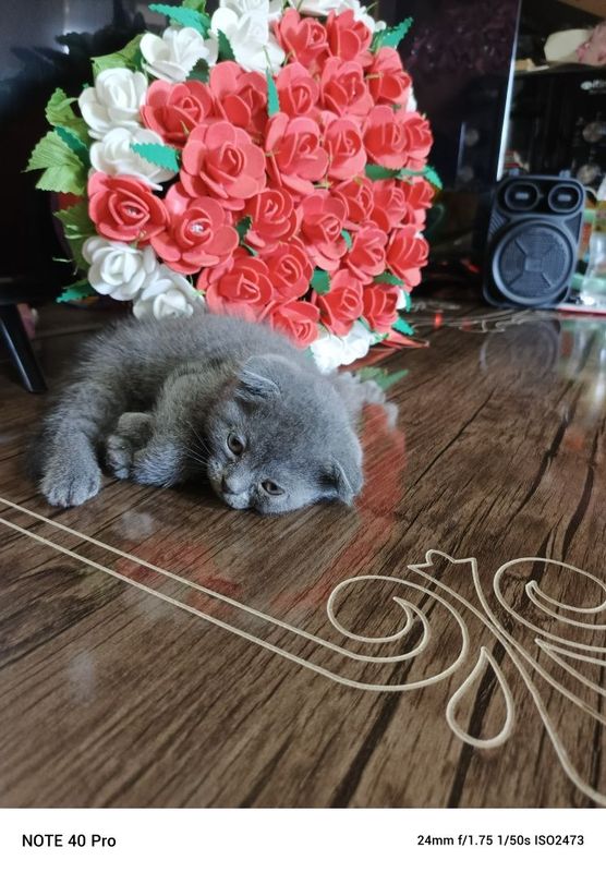 Фолд и Страйт котики Фолд и Страйт котики