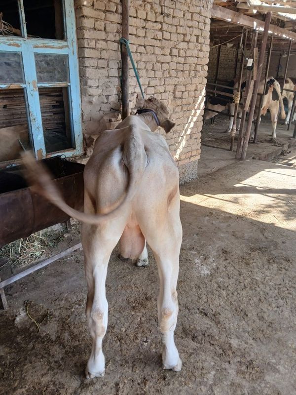 Buqachalar sotiladi 2ta