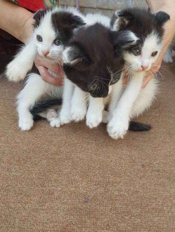 котята скоттиш фолд