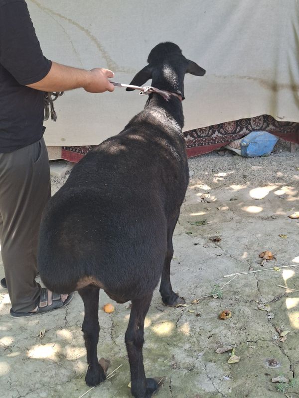 Qo'y sotiladi 50 kg uyda boqilgan quloqlar butun Qo'y sotiladi 50 kg uyda boqilgan quloqlar butun