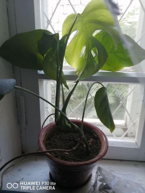 Комнатные цветы, растения