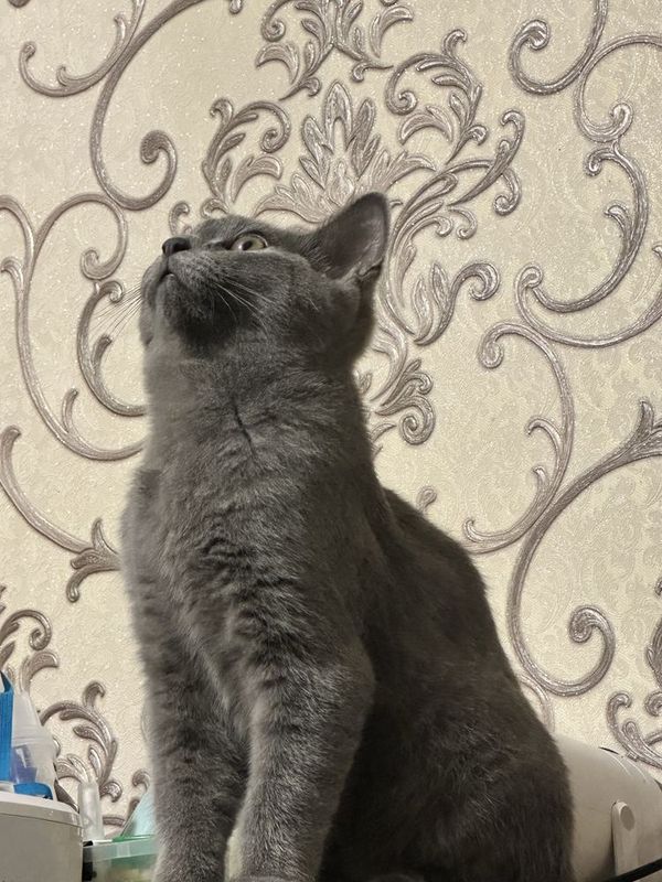Скотш страйт чистокровный Скотш страйт чистокровный