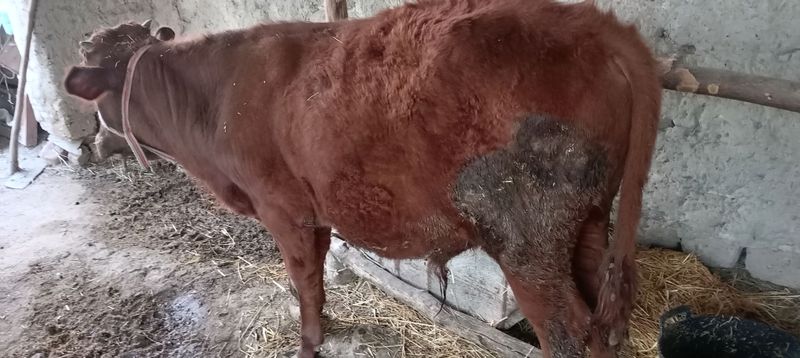cotiladi cotiladi