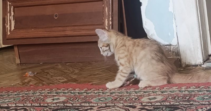 Котёнок, рыжая, mushukcha olovrang Котёнок, рыжая, mushukcha olovrang