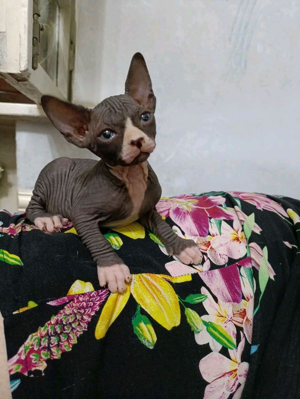 котята сфинкса котята сфинкса