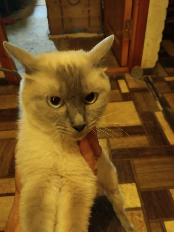 кошки в добрые руки кошки в добрые руки