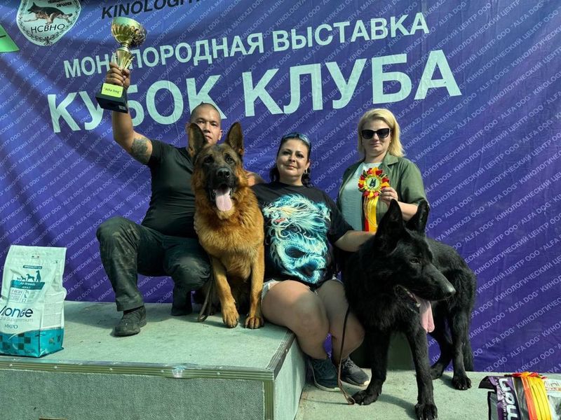 Алиментный щенок немецкой овчарки Алиментный щенок немецкой овчарки