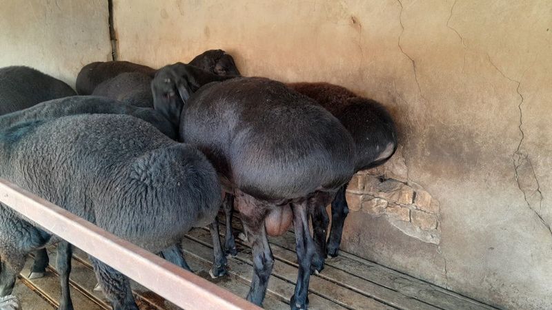 Кучкорлар туй хамам ва курбонлик учун. Кучкорлар туй хамам ва курбонлик учун.