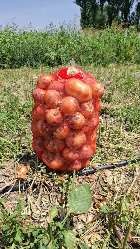 Пиез дулоб экспортга.ута йирик нархини кэлишамиз Пиез дулоб экспортга.ута йирик нархини кэлишамиз