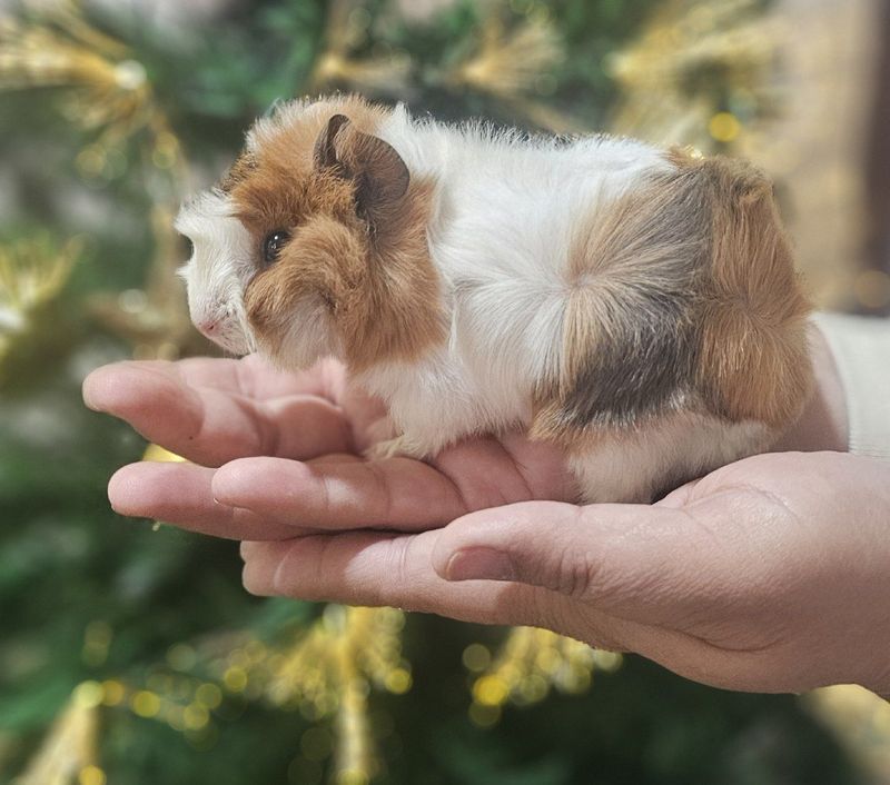 Королевская МОРСКАЯ свинка мольчик