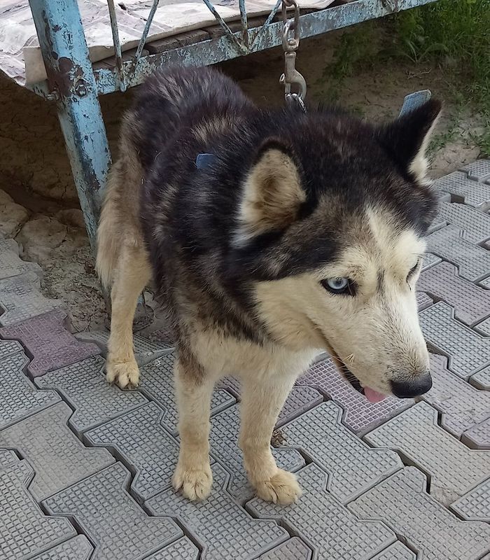 Xaski iti sotiladi
