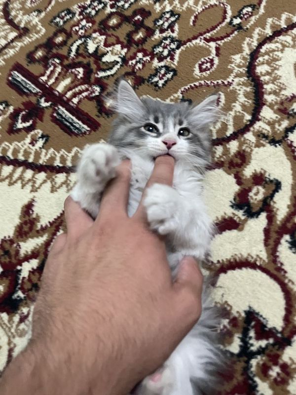 Сибирская кошка 2 месяца, к лотку приручена Сибирская кошка 2 месяца, к лотку приручена