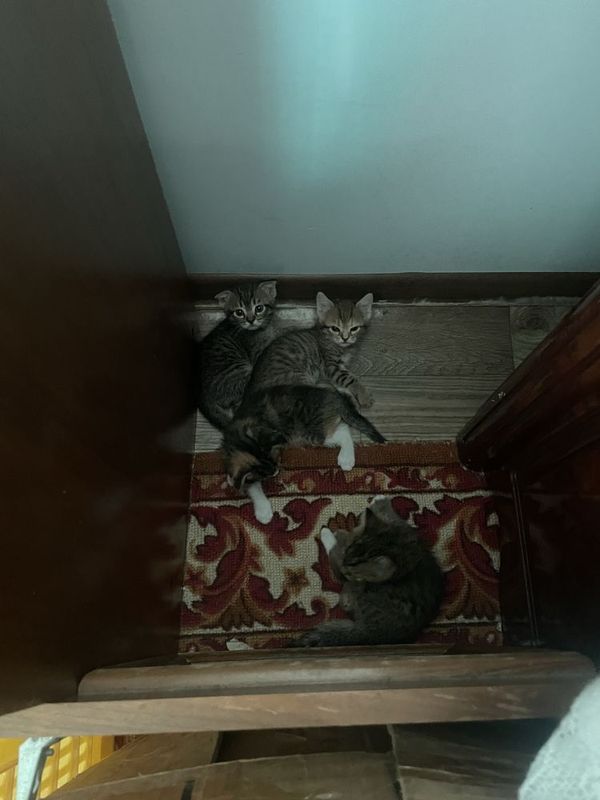 Продаются котята, возраст 1 месяц Продаются котята, возраст 1 месяц