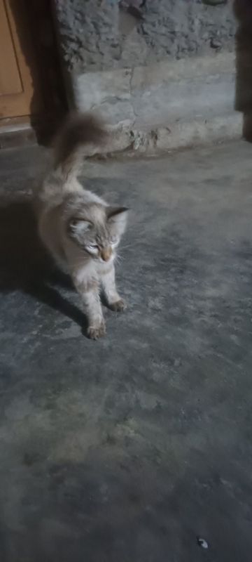 Mushik sotiladi zoti angorka jinsi qiz soglom Mushik sotiladi zoti angorka jinsi qiz soglom